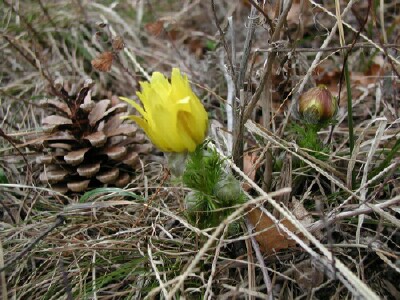 Fr&uuml;hlingsadonis